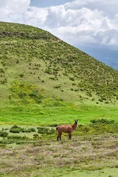 Brown llama in the mountains Stock Photos