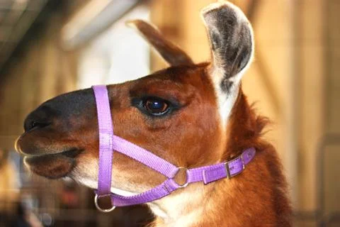 Brown Llama Stock Photos