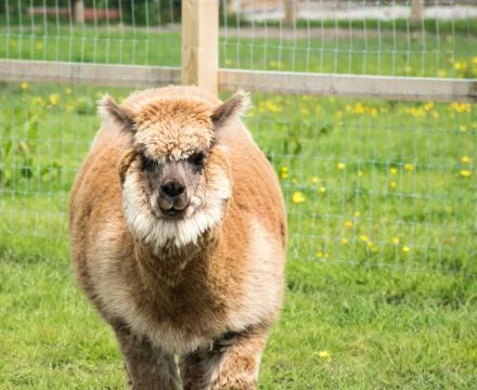 Brown Llama Stock Photos