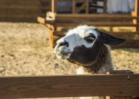 A brown llama Stock Photos