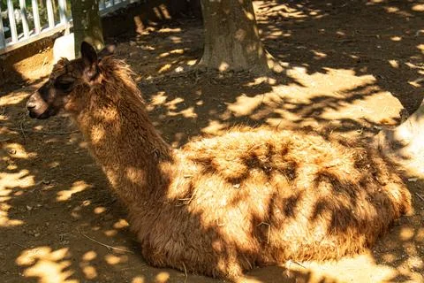 Brown llama sitting peacefully inside animal enclosure Stock Photos