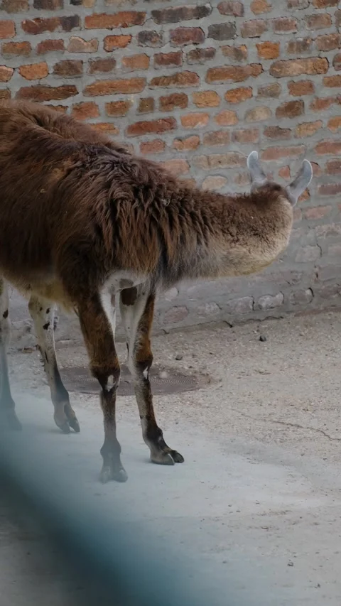 A brown llama stands on a concrete ground near a brick wall inside a zoo Stock Footage 325740792
