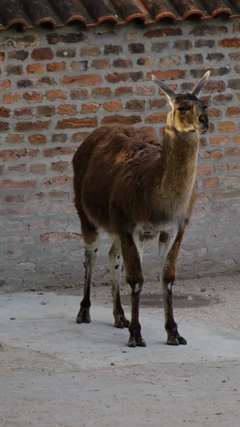 A brown llama stands on a concrete ground near a brick wall inside a zoo Stock Footage 325740817