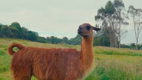 A brown llama stands in a grassy field with trees and hills in the background Stock-Footage 345157733