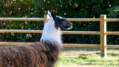 Brown Llama,  walking below trees. Lama glama Stock Footage 122960883