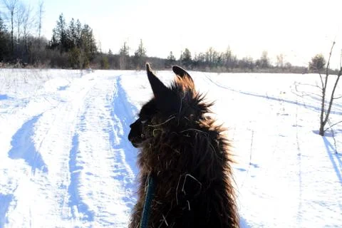 Brown Llama Walking Stock Photos