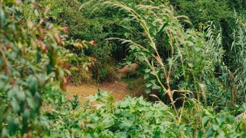 A brown llama walks through dense green foliage in a forested area in Ecuador Stock-Footage 345092098