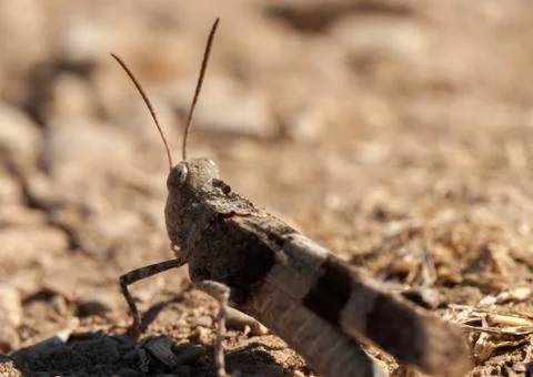 Brown locust close up Stock Photos