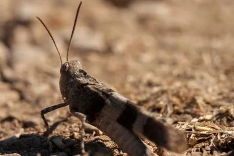 Brown locust close up Stock Photos
