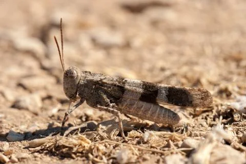 Brown locust close up Stock Photos