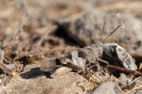 Brown locust close up Stock Photos