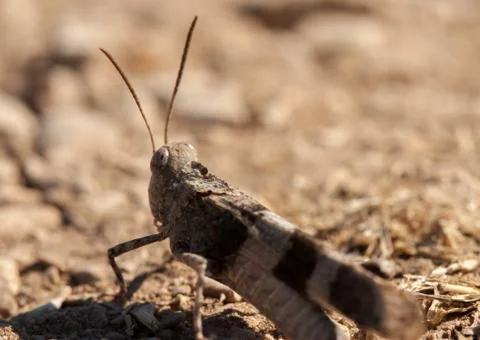 Brown locust close up Stock Photos
