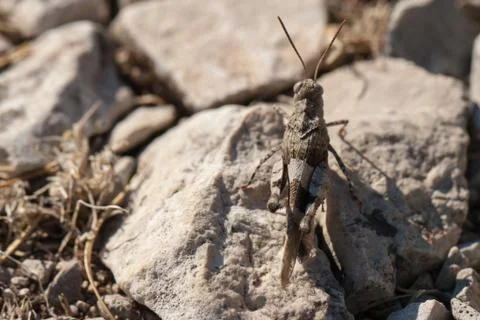 Brown locust close up Stock Photos