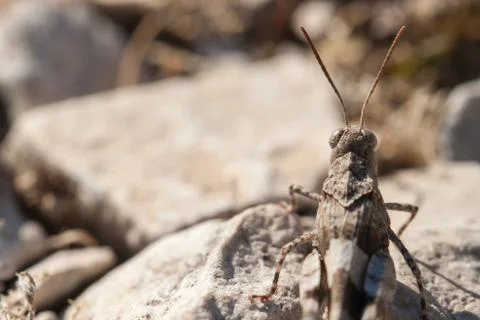 Brown locust close up Stock Photos