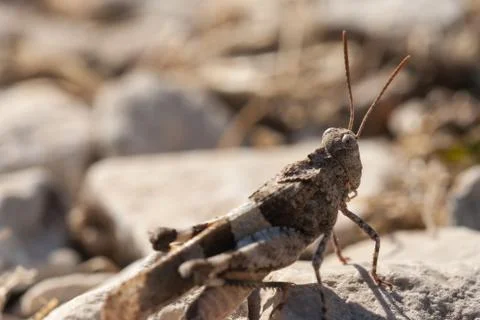 Brown locust close up Stock Photos