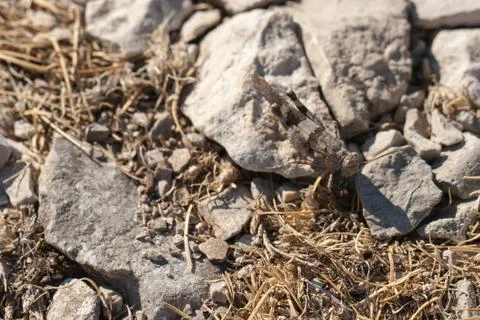 Brown locust close up Stock Photos