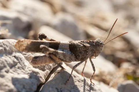 Brown locust close up Stock Photos