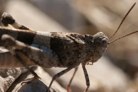 Brown locust close up Stock Photos