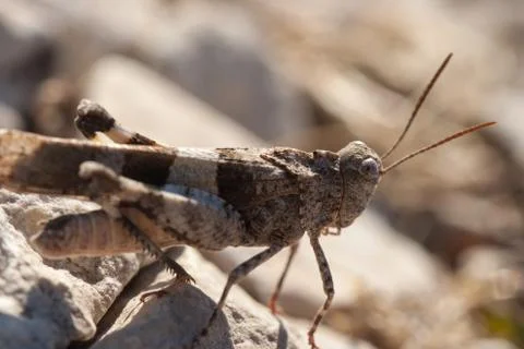 Brown locust close up Stock Photos