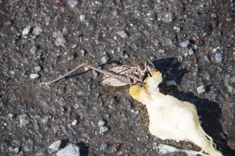 Brown locust eats pear on the mudy ground Stock Photos