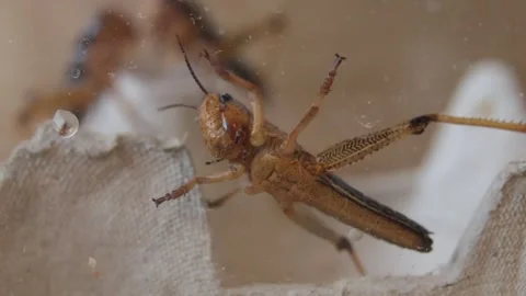 Brown locust feeder grasshopper in feeder boz Stock Footage 297369128