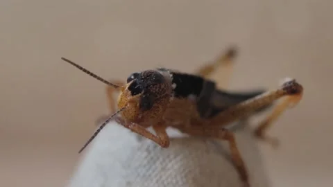 Brown locust feeder grasshopper Stock Footage 297369139