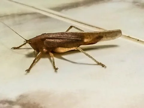 Brown locust Stock Photos