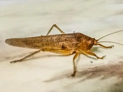 Brown locust Stock Photos