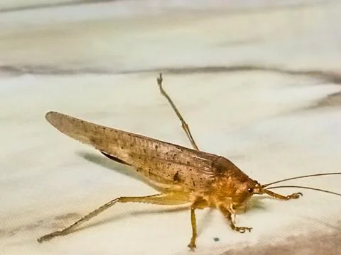 Brown locust Stock Photos