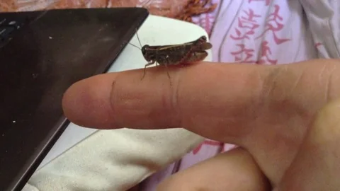 Brown locust sits on a finger Stock Footage 70581113