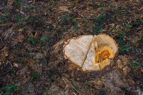 Brown log of a large tree on a green lawn close up Stock Photos