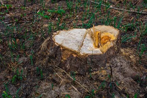 Brown log of a large tree on a green lawn close up Stock Photos