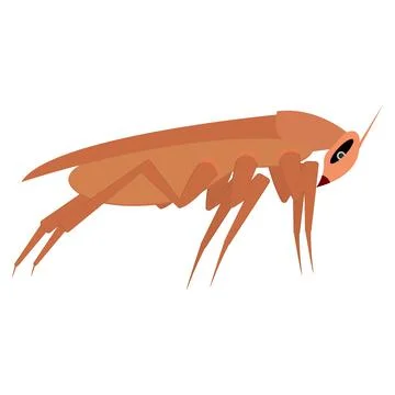 Brown long cockroach. Side view. Template, part for design.  Stock Illustration