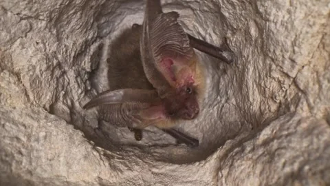 Brown long-eared bat in the cave slowly moving looking around after hibernation Stock Footage 321560496