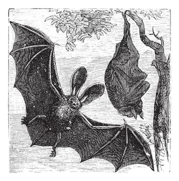 Brown long-eared bat, common long-eared bat or Plecotus auritus, vintage engr 库存插图