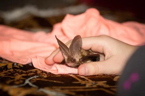 Brown long-eared bat Stock Photos