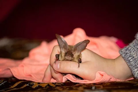 Brown long-eared bat Stock Photos