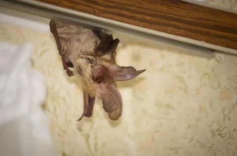 Brown long-eared bat Stock Photos