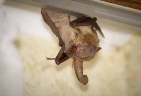 Brown long-eared bat Stock Photos