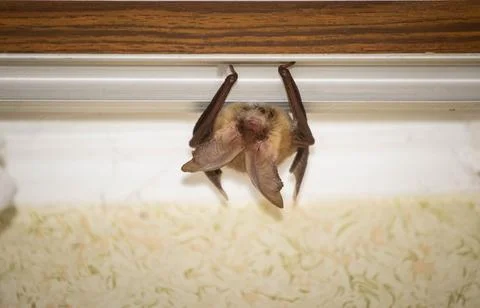 Brown long-eared bat Stock Photos