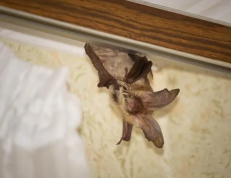 Brown long-eared bat Stock Photos