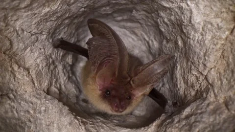 Brown long-eared bat Plecotus slowly moving looking around after hibernation Stock Footage 316977601