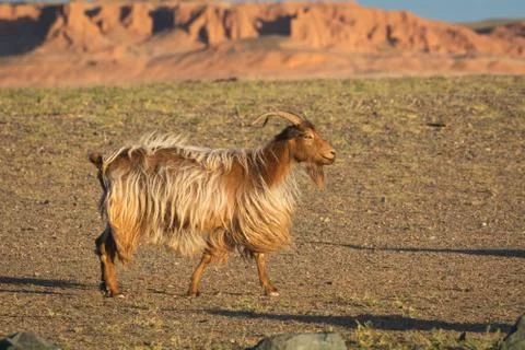 Brown long hair goat Stock Photos