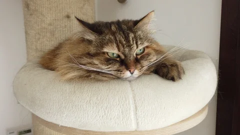 Brown long haired cat on the scratching post, siberian purebred female Vídeo Stock 122277253