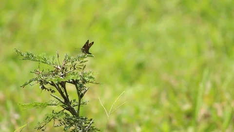 Brown longtail or Urbanus procne feeling the wind Stock Footage 97929547