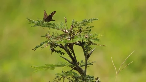 Brown longtail or Urbanus procne feeling the wind Stock Footage 97929629