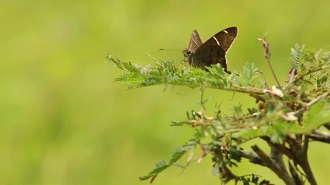 Brown longtail or Urbanus procne feeling the wind Stock Footage 97929680