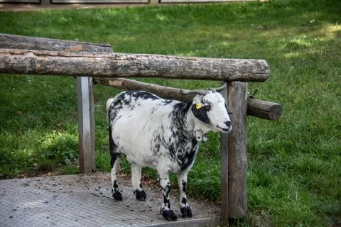 Brown looking Goat Stock Photos