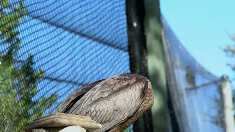 Brown Loon Type Water bird Looking Through a Fence fence sancturary Stock Footage 166114676