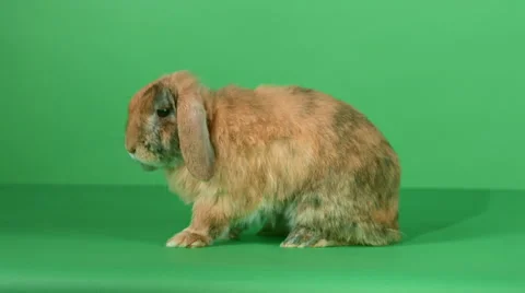 Brown lop-eared rabbit on green screen background 4K 動画素材 46512086